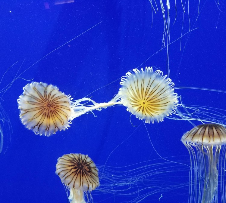 Georgia Aquarium (Atlanta,&nbspGA)